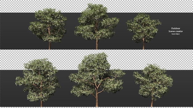 variety trees clipping path trees isolated  3d tree rendering