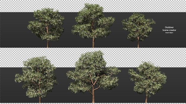 Alberi di varietà percorso di ritaglio alberi isolati rendering 3d albero