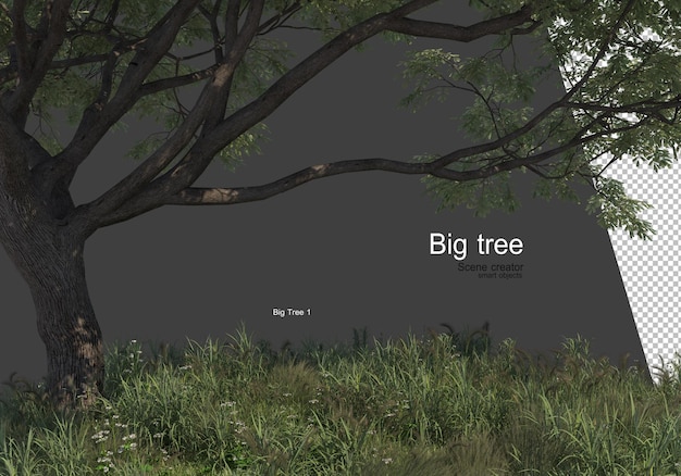 Variety of trees and grass