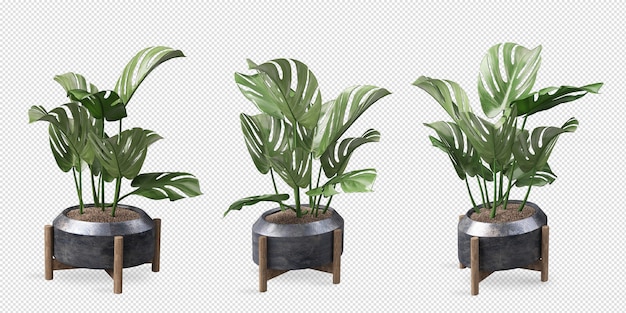 PSD various angles of monstera plant in pot in 3d rendering