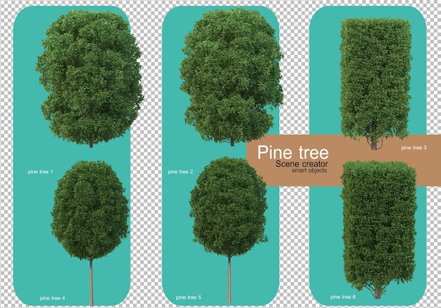 PSD various forms of pine trees rendering