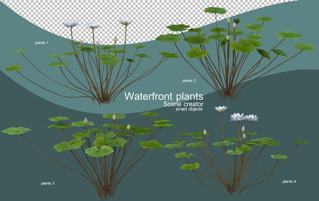 さまざまな種類のウォーターフロントの植物