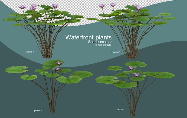 Various kinds of waterfront plants