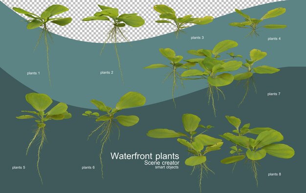 PSD various kinds of waterfront plants