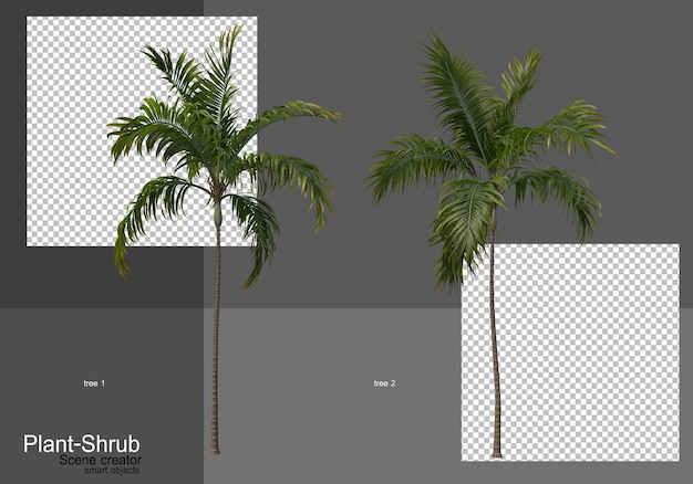 Various palm trees and shrubs