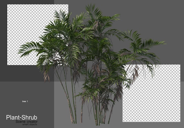 Various palm trees and shrubs