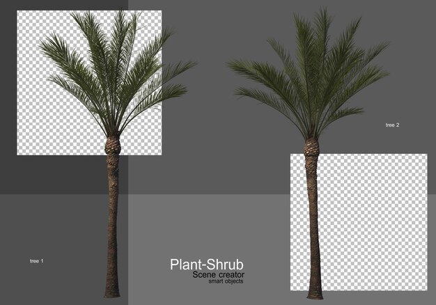 Various palm trees and shrubs