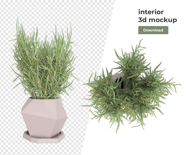 Various plant decoration 3d rendering isolated