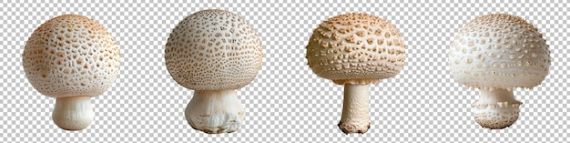 Diversi stadi del fungo agaricus bisporus isolati su uno sfondo trasparente