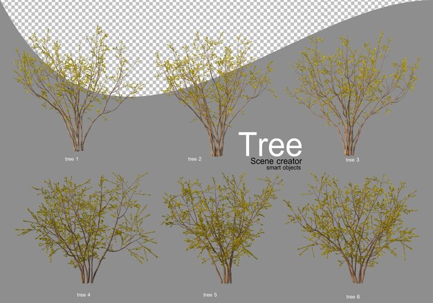 Vari alberi in piena fioritura con bellissimi fiori