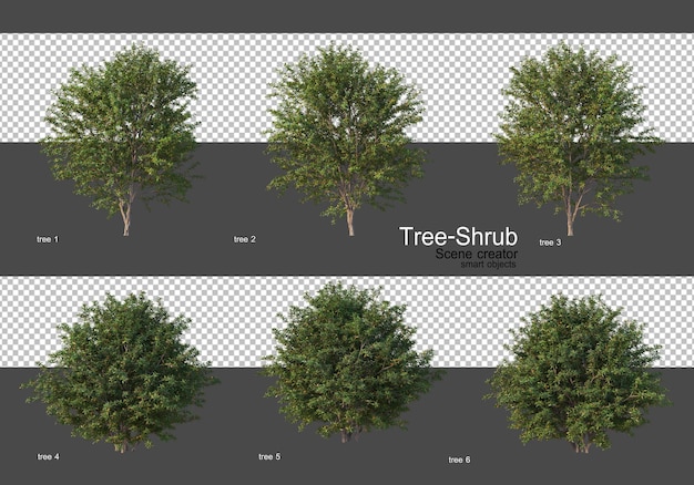 Various trees and shrubs