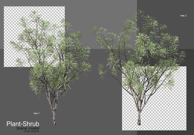 Various trees and shrubs