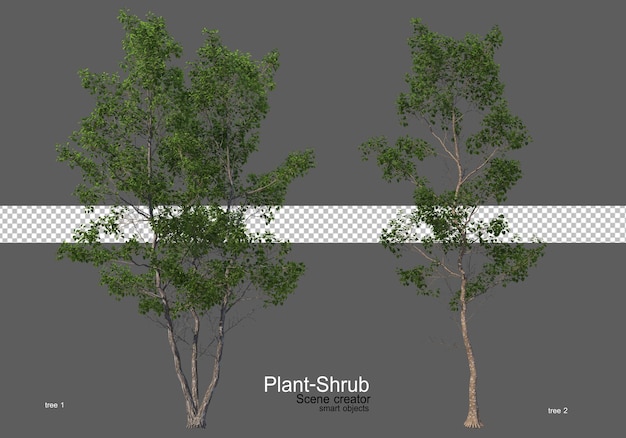 Various trees and shrubs