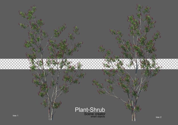 Various trees and shrubs