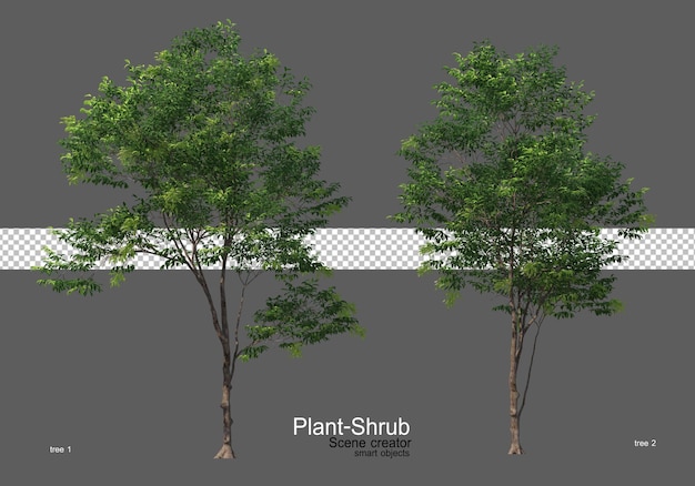 Various trees and shrubs