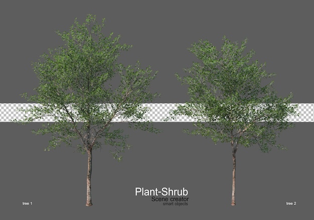 Various trees and shrubs