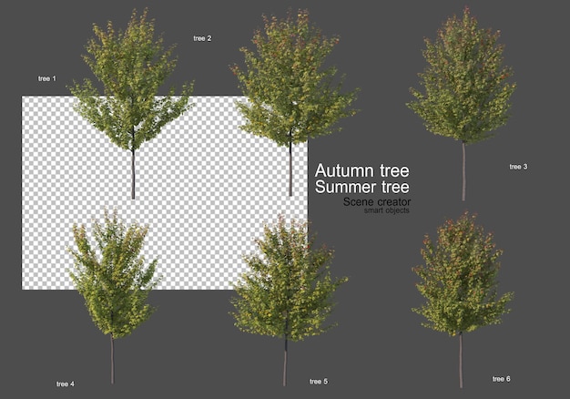 Vari tipi di alberi autunnali ed estivi