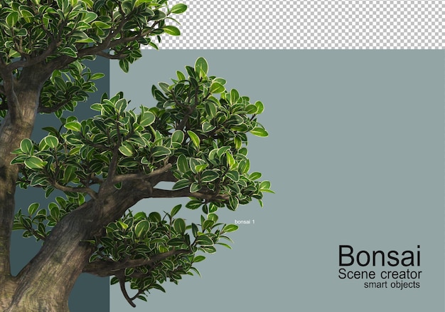 Vari tipi di bonsai