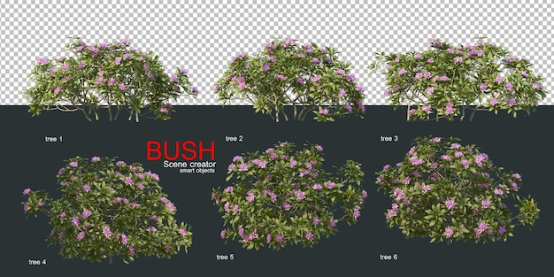 Various types of bushes