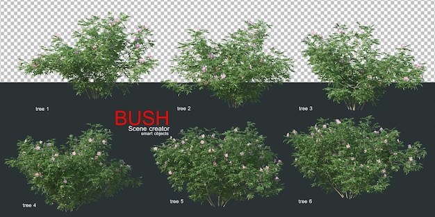 Various types of bushes