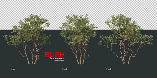 Various types of bushes