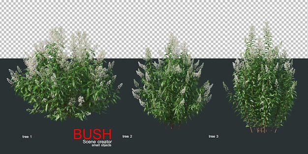 Various types of bushes