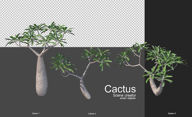 PSD vari tipi di cactus per la decorazione del giardino
