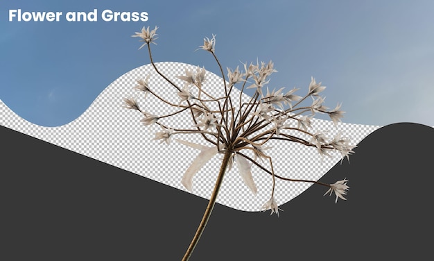 Various types of dried plants grass bushes shrub and small plants isolated