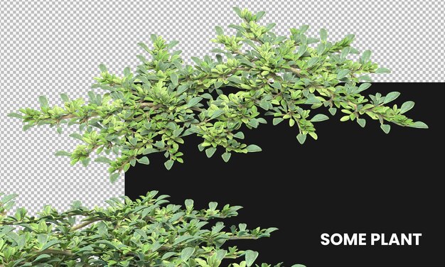 various types of flowers grass bushes shrub and small plants isolated