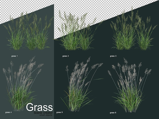 Various types of grass 3d rendering