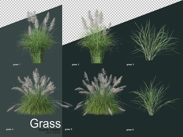 Various types of grass 3d rendering
