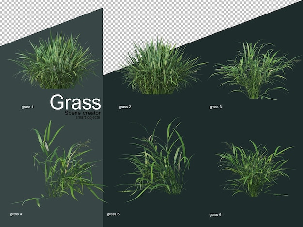 Various types of grass 3d rendering