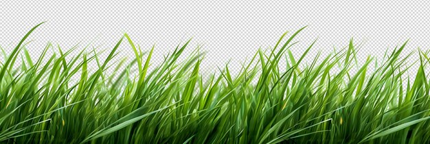 PSD various types of grass isolated