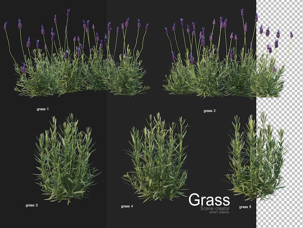 PSD various types of grass rendering