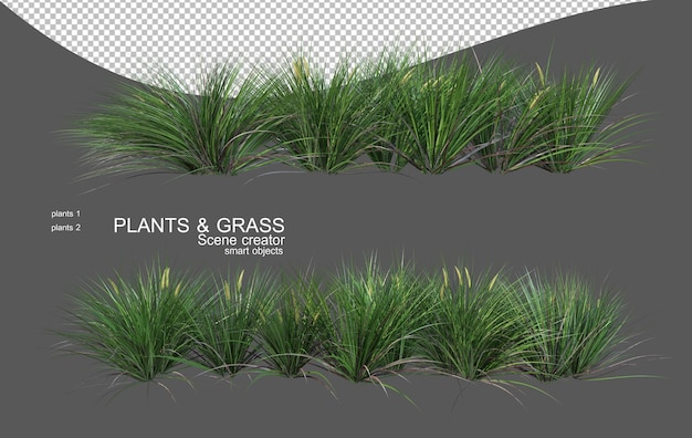 Various types of grass