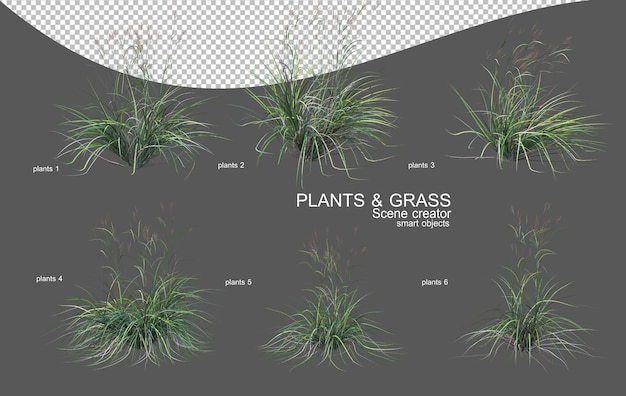 Various types of grass