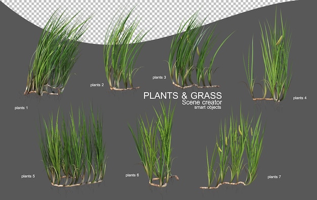 Various types of grass