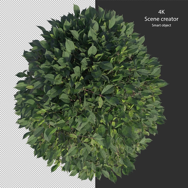 PSD various types of hedge small plants bushes shrub and trees isolated rendering