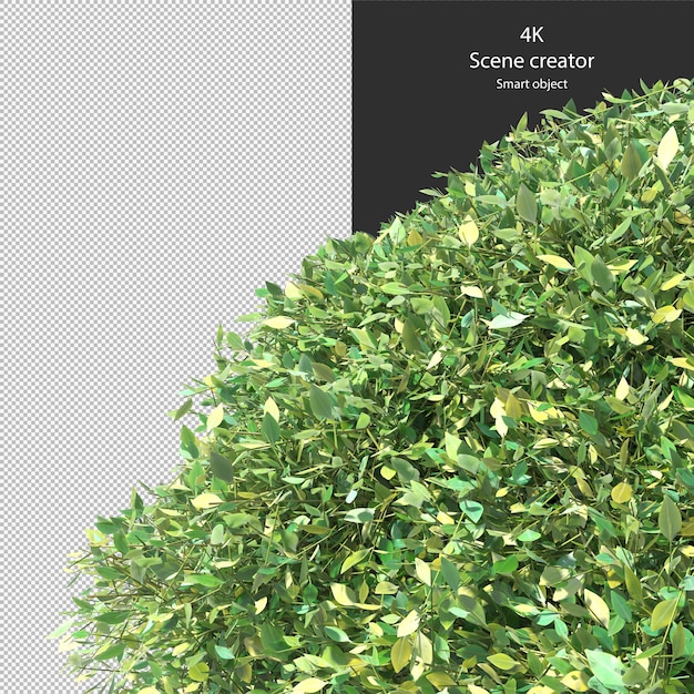 Various types of hedge small plants bushes shrub and trees isolated rendering