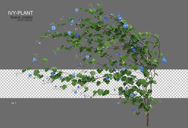 various types of ivy