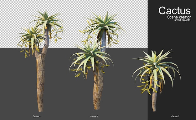PSD 庭の装飾用のさまざまな種類のサボテン