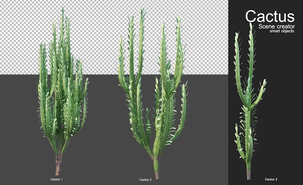 PSD 정원 장식을 위한 다양한 종류의 선인장