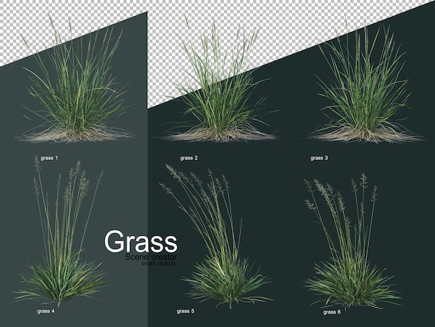 Various types of grass in 3d rendering