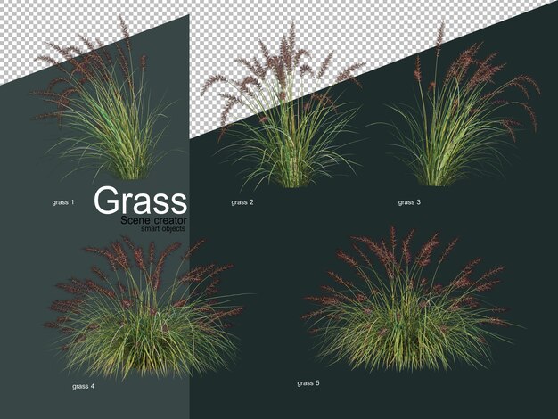 various types of grass in 3d rendering