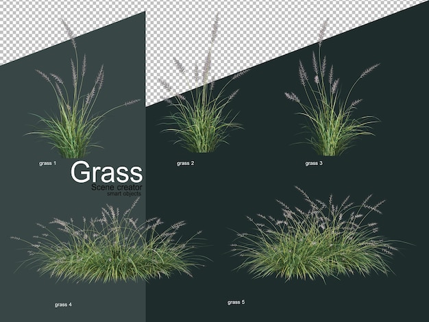 Various types of grass in 3d rendering