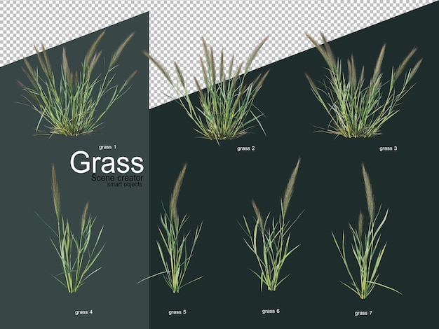 Various types of grass in 3d rendering