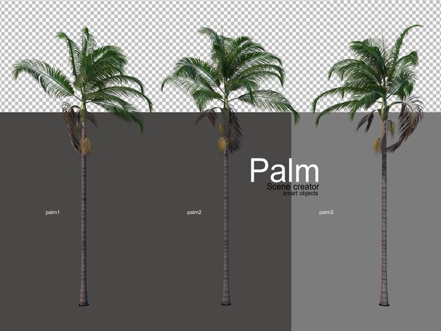 PSD 다양한 종류의 야자수