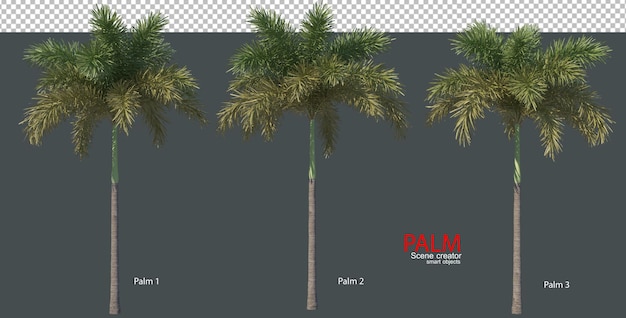 Различные типы пальм