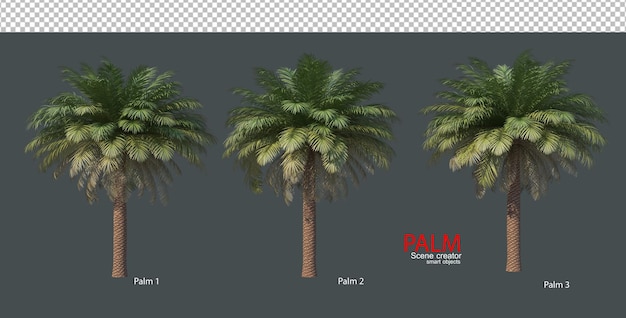PSD 様々な種類のヤシの木