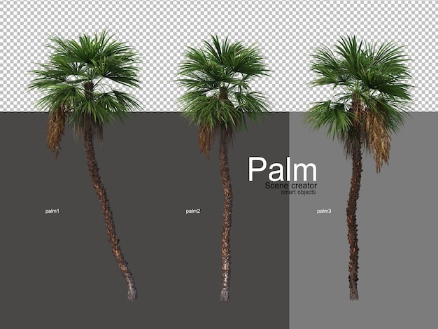 Various types of palm trees